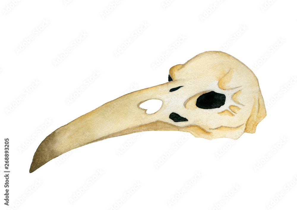 Naklejka premium Watercolor raven skull. Isolated illustration on white background.