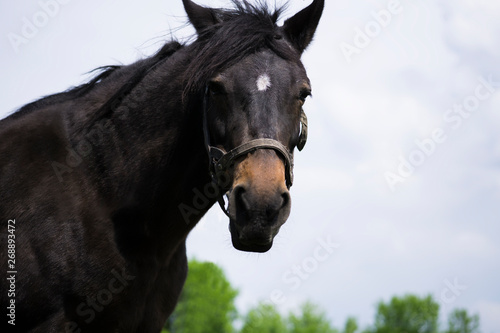 dark horse looking into camera