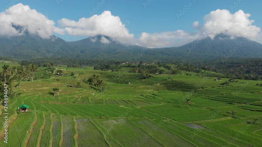 Aerial view of rice terrace. Flight over of Jatiluwih rice field. Drone going up. Bali, Indonesia Aerial view of rice terrace. Flight over of Jatiluwih rice field. Drone going up. Bali, Indonesia