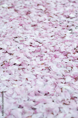 Sakura petals lying down on background 
