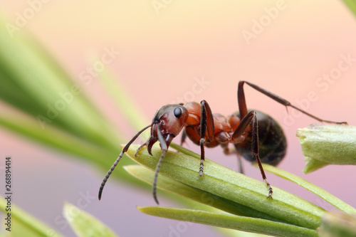 Ant runs quickly in the grass, clinging to the blades of grass.