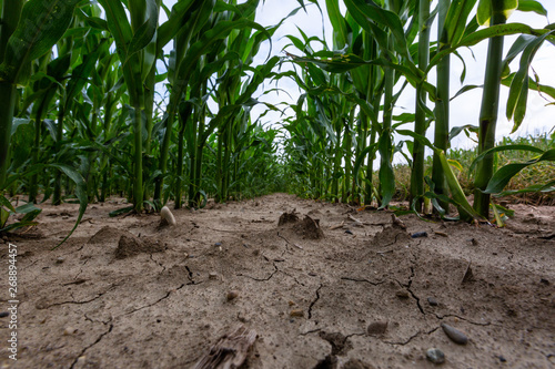 Very dry corn field