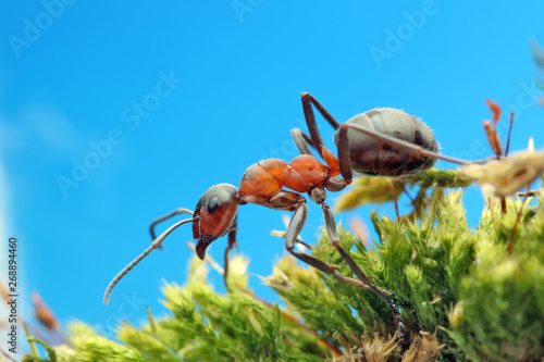 Konstfotografi Ant runs quickly in the grass, clinging to the blades of grass.