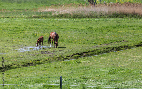 horses on the pasture photo