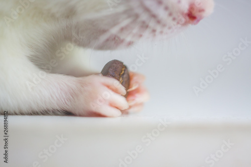 The concept of flavor. Rat holding a coffee bean.