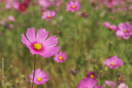 Pink Cosmos Flowers in the Garden