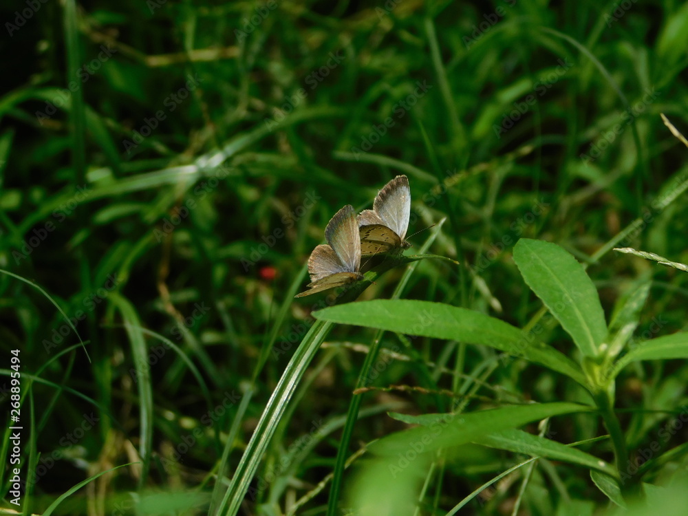 Obraz premium butterfly on grass
