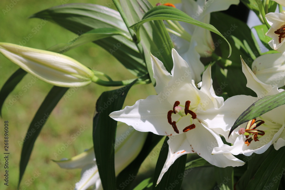 Obraz premium gartenlilie