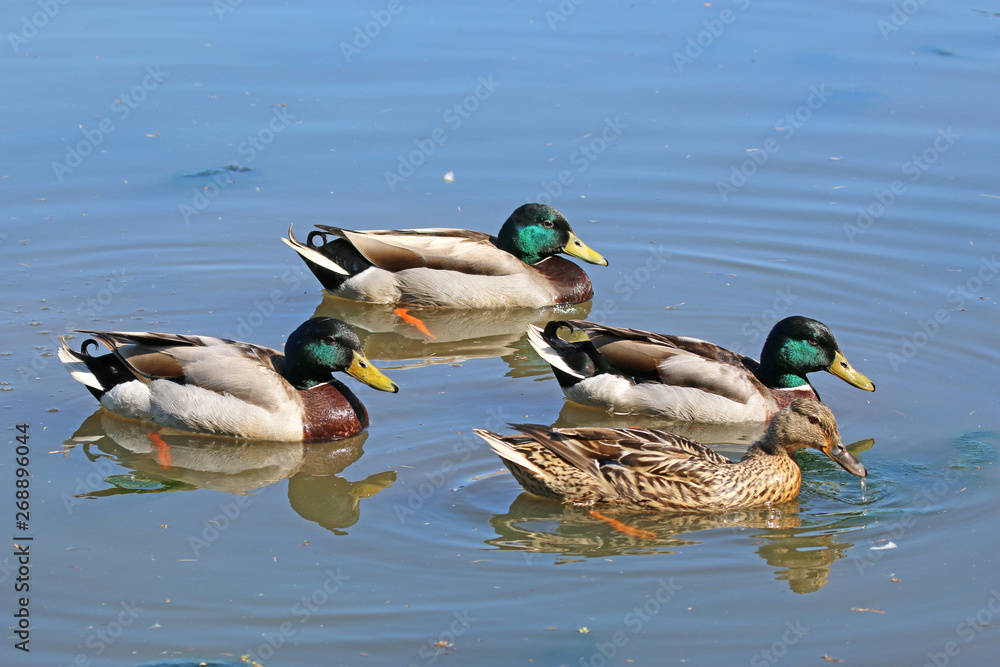 Obraz premium Mallard ducks on a lake