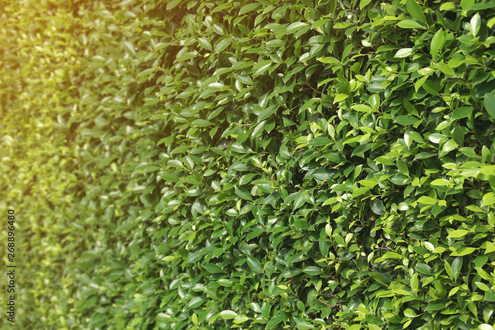 Perspective View of Dense Ficus Fence Perspective View of Dense Ficus Fence