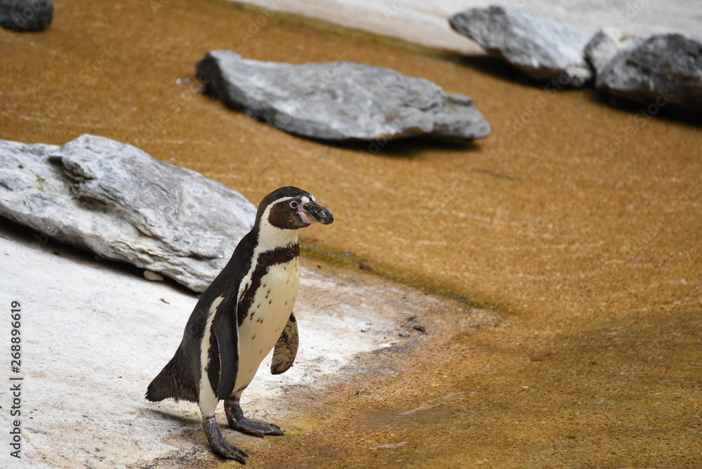 Fototapeta premium Manchot