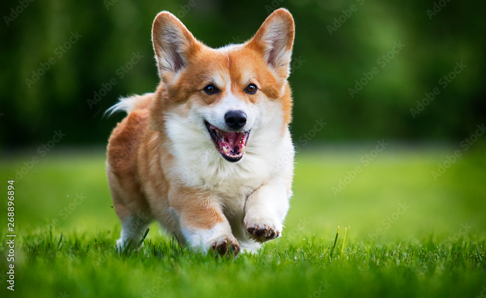 red dog welsh corgi pembroke for a walk in summer red dog welsh corgi pembroke for a walk in summer