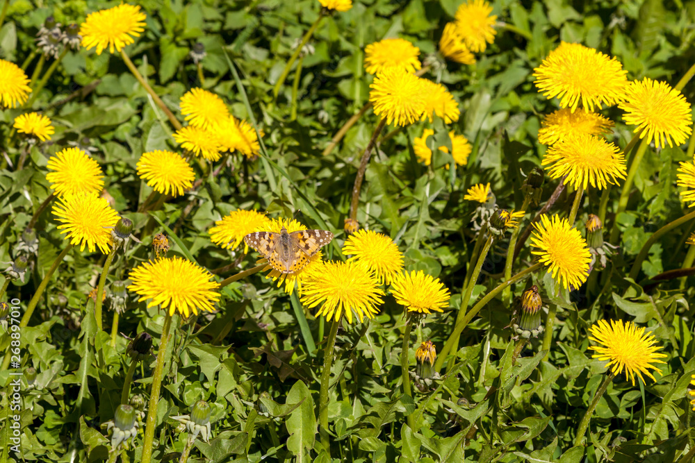 Obraz premium May dandelions. The young field of yellow dandelions.
