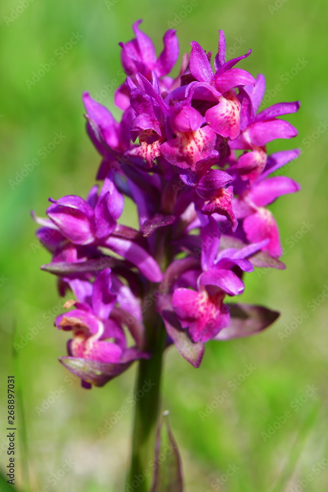 Elder-flowered Orchid Dactylorhiza sambucina in nature reserve Galovske luky in Beskids in Czech republic Elder-flowered Orchid Dactylorhiza sambucina in nature reserve Galovske luky in Beskids in Czech republic