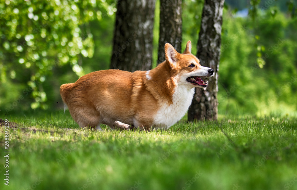 red dog welsh corgi pembroke runs through the grass
