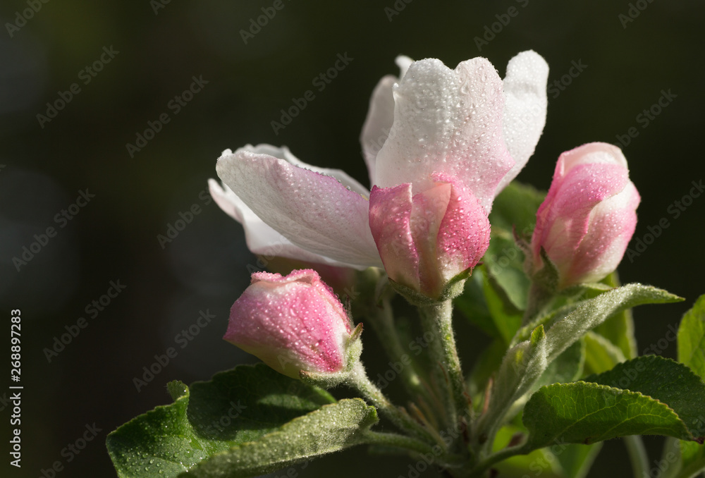 Close up of a pink and white apple blossom, wet with dew, isolated on a deep green background.