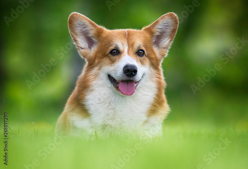 red dog welsh corgi pembroke