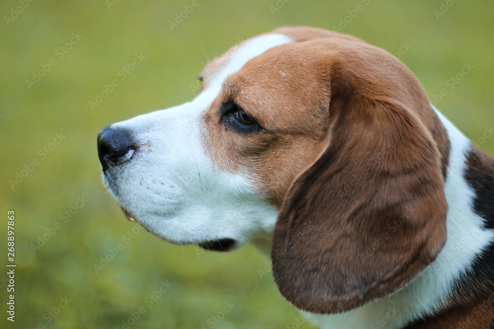 portrait of a dog (beagle)