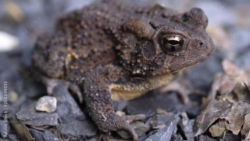 Closeup of Bufo Americanus toad with tight focus on eye. Closeup of Bufo Americanus toad with tight focus on eye.