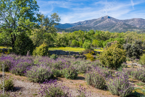 Sierra de guadarrama spring landscape. Madrid Spain