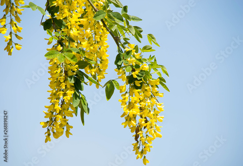 фотографія laburnum vassii golden rain