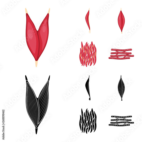 Vector design of fiber and muscular symbol. Collection of fiber and body  vector icon for stock.