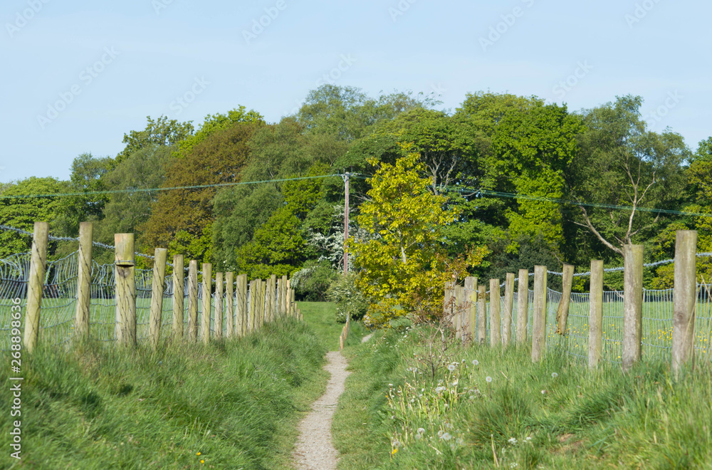 country path through fenced off fields with woodland and blue sky background