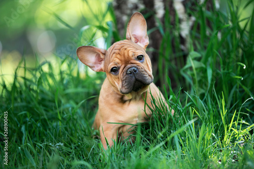 Photo french bulldog puppy playing in the grass