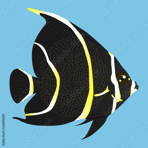 Black and yellow angelfish vector icon on a blue background. Ocean fish illustration isolated on blue. Exotic fish realistic style design, designed for web and app. Eps 10.