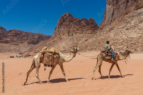 Resting camels in the Red Desert in Wadi Rum, Jordan, Middle East. © Curioso.Photography