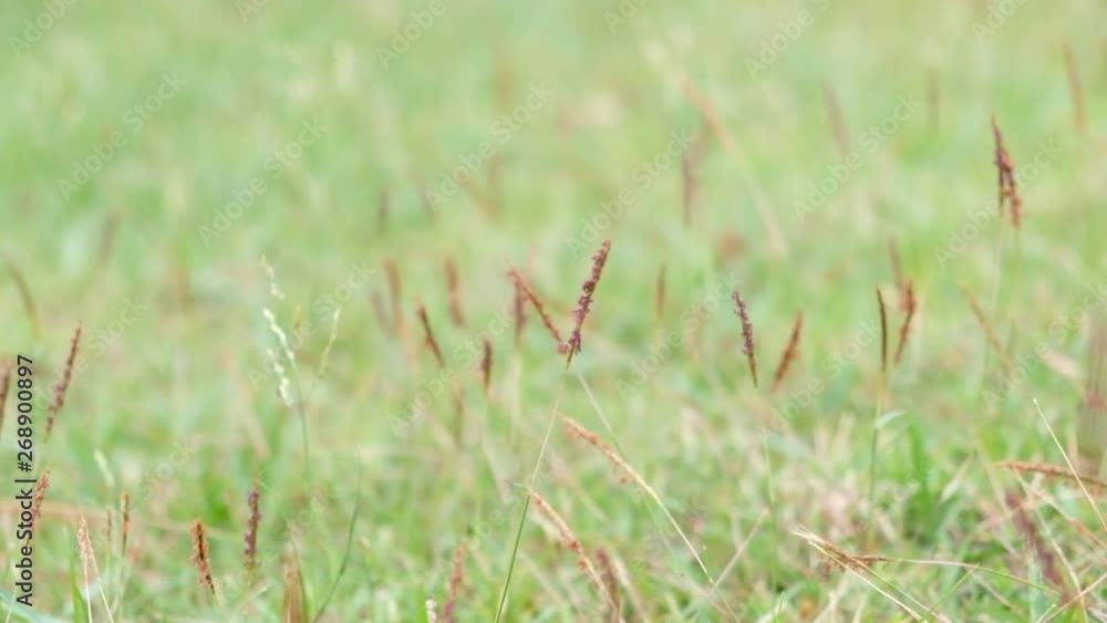 Brown Flower Nut grass (Yellow nutsedge, Coco grass, Cyperus rotundus Linn.) is swaying in the wind on a green background. Brown Flower Nut grass (Yellow nutsedge, Coco grass, Cyperus rotundus Linn.) is swaying in the wind on a green background.