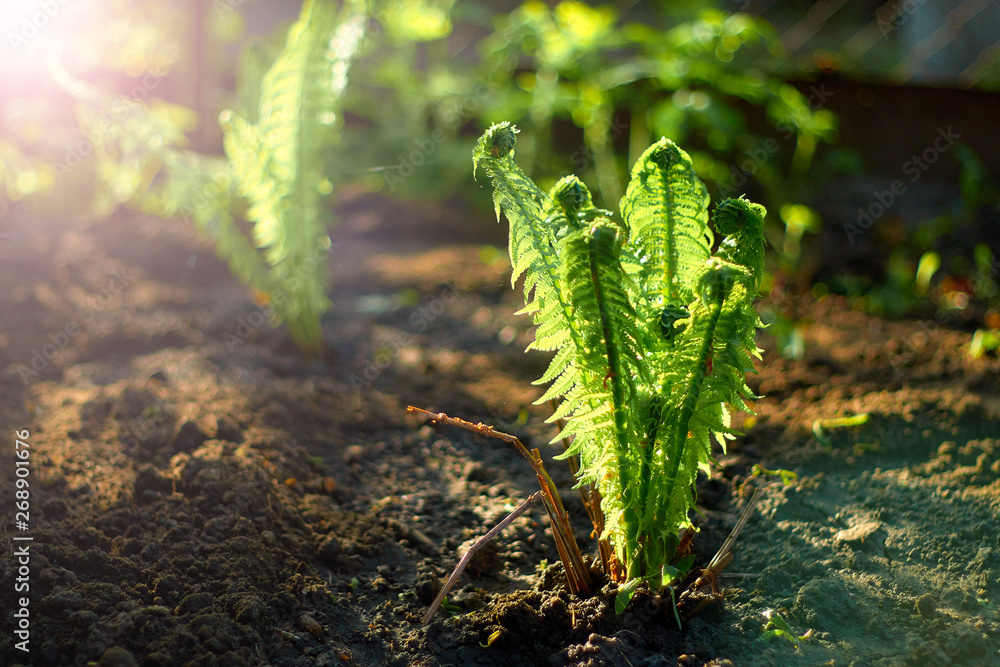 Young fern in the morning light