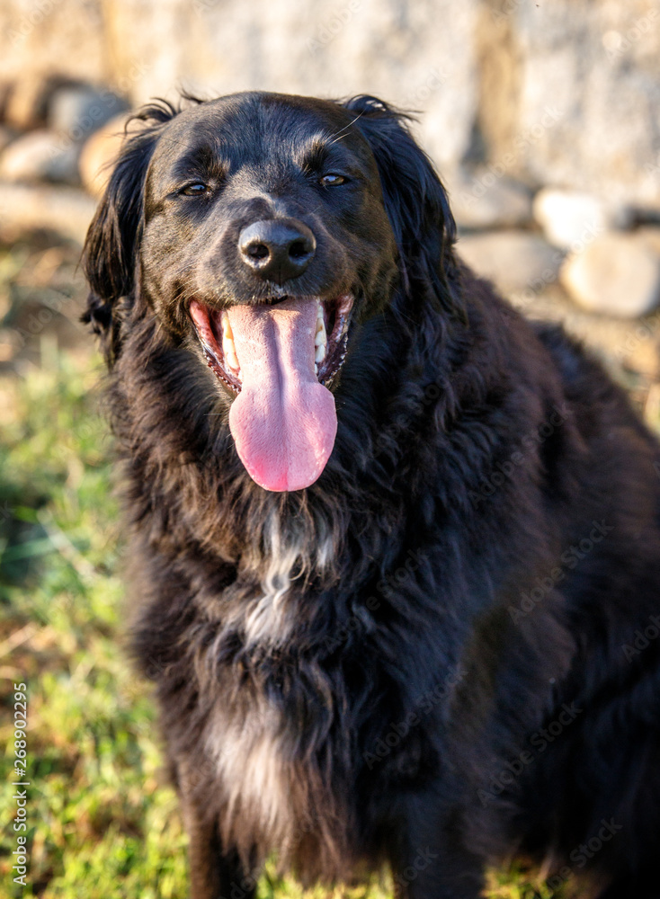 family dog smiling at sunset and putting out his tongue happily