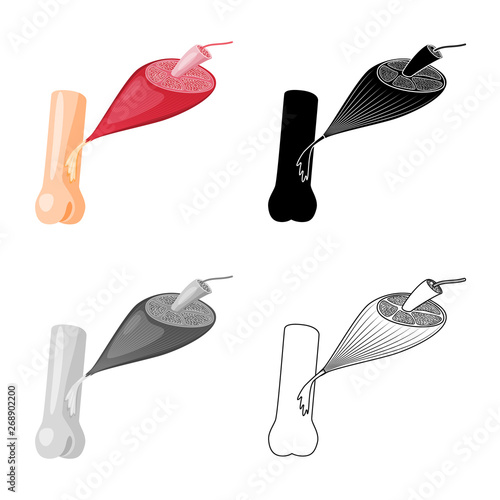Isolated object of fiber and muscular sign. Collection of fiber and body  stock vector illustration.