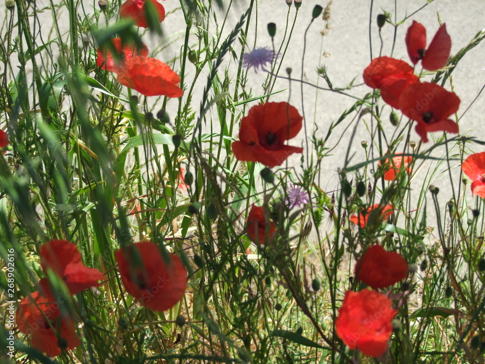 Obraz premium #268902616