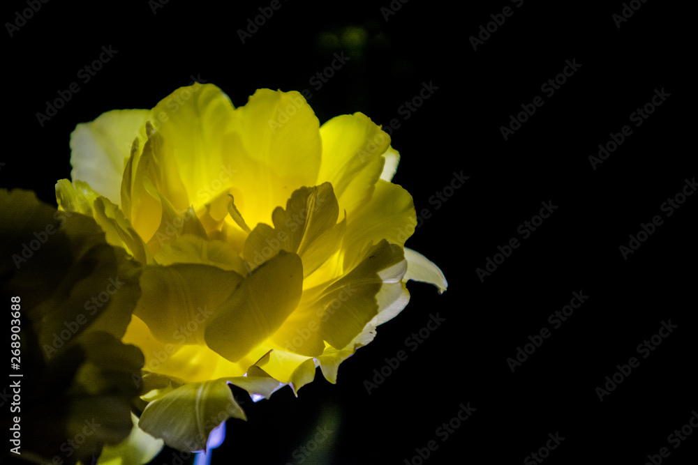Fototapeta premium The yellow tulip with a big bud blossoms on a black monophonic background. Night shooting in a garden. 