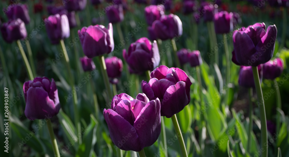 pink tulips in the garden