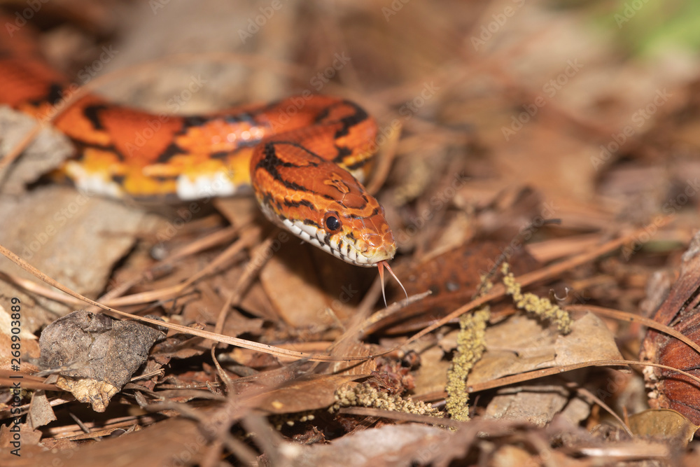 Fototapeta premium Corn Snake on the North Carolina Coast