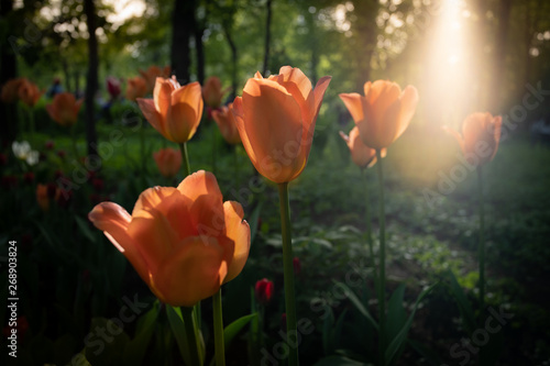 tulips in the setting sun