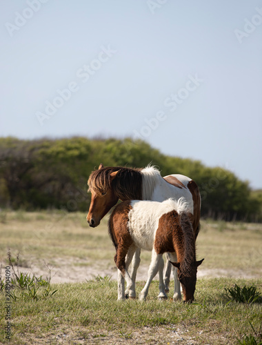 Wild Ponies of the Assateague Island National Seashore  Maryland