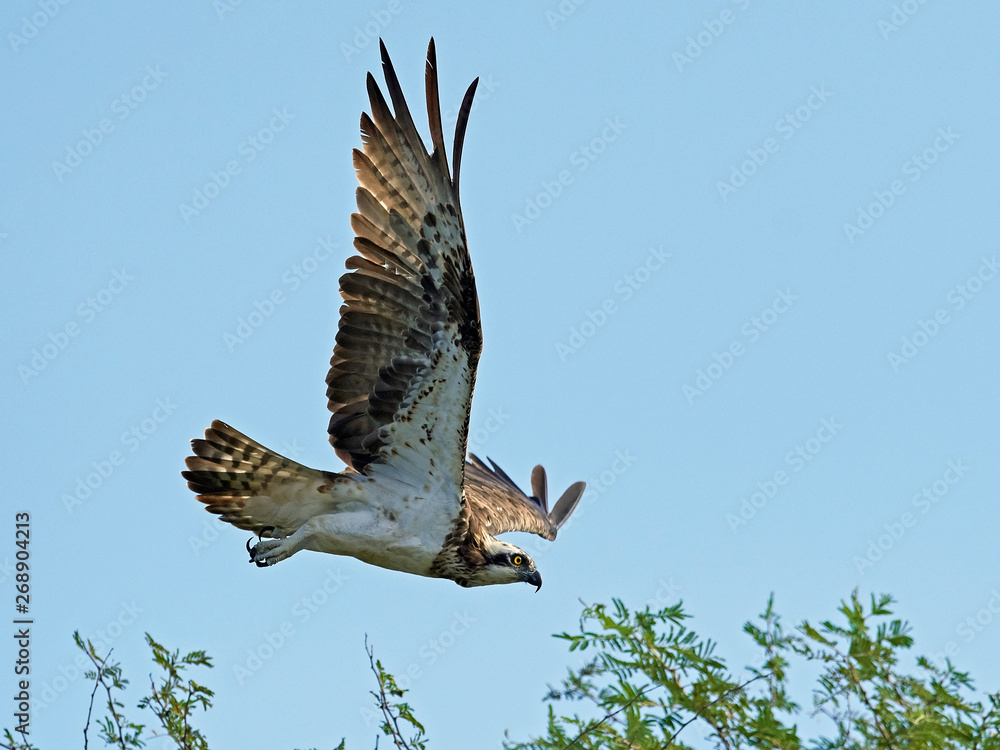 Fototapeta premium Osprey (Pandion haliaetus)