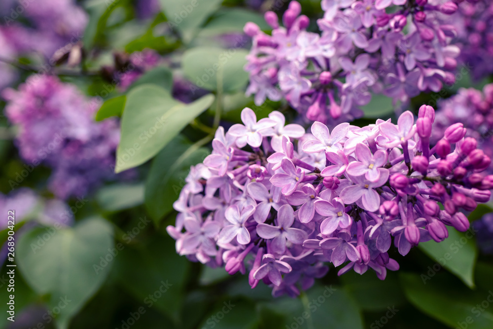 Lilac flowers bunch over blurred background. Beautiful violet Lilac flower. Nature background. Lilac flowers bunch over blurred background. Beautiful violet Lilac flower. Nature background.