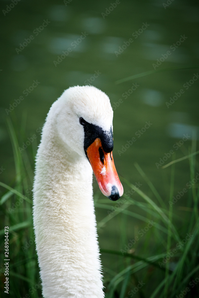 elegant swan swimming in a natural alpine lake in the austrian alps close up elegant swan swimming in a natural alpine lake in the austrian alps close up
