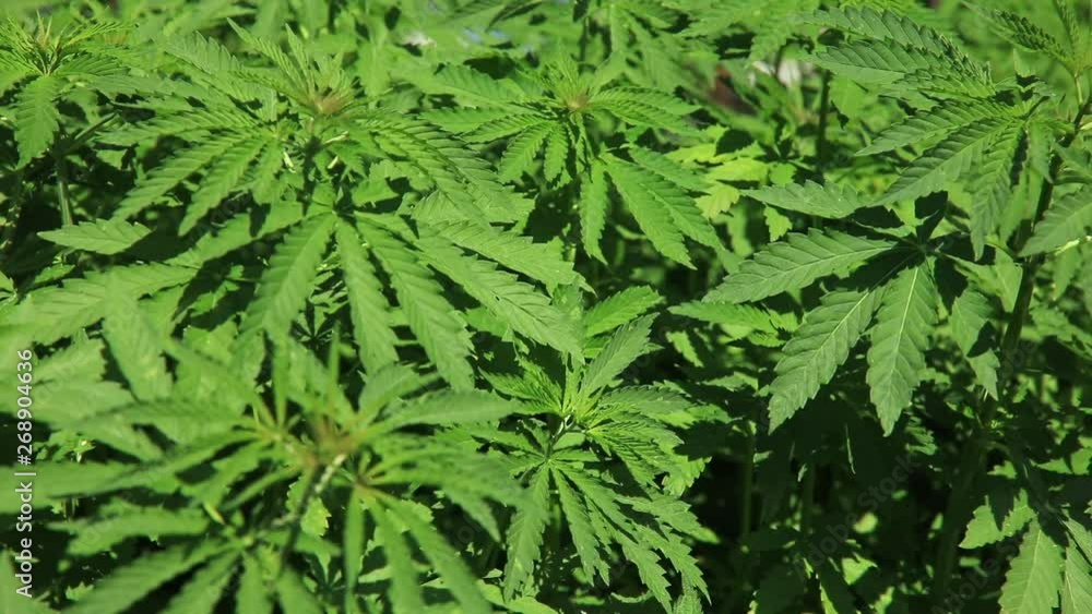 Green bushes of marijuana. Close up view of a marijuana cannabis bud. Green bushes of marijuana. Close up view of a marijuana cannabis bud.