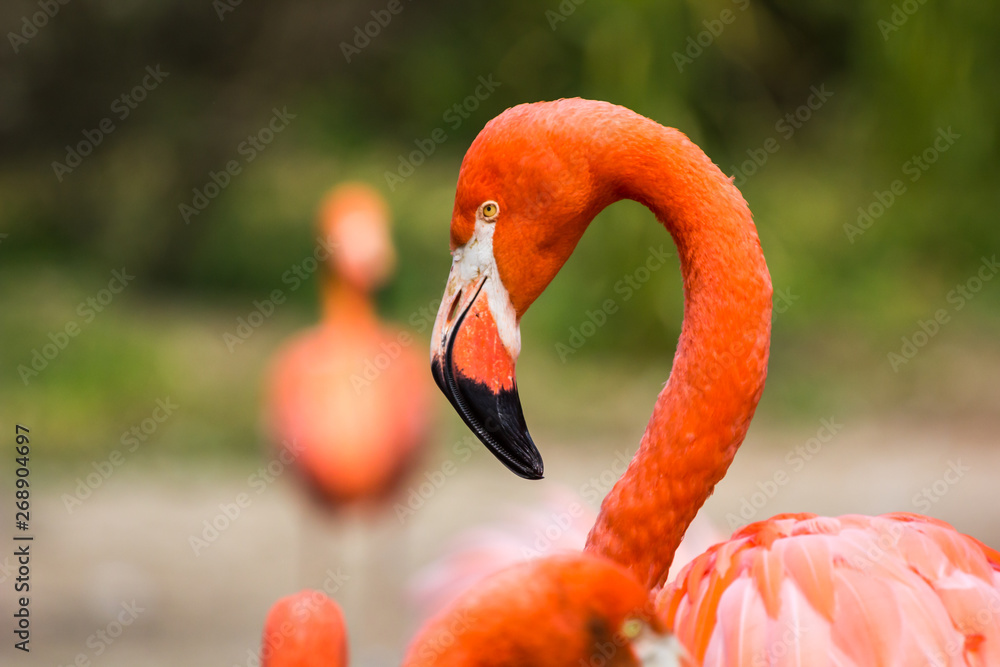 Fototapeta premium Flamingos or flamingoes are a type of wading bird in the family Phoenicopteridae