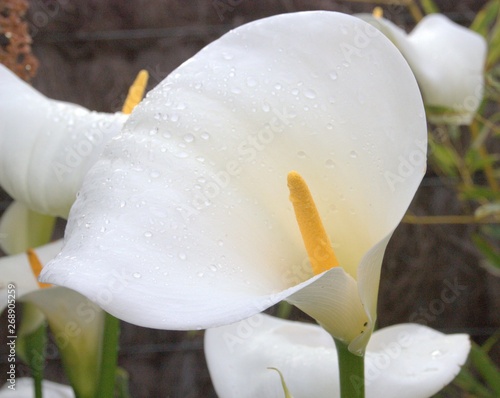 arums blancs dans le jardin en été photo