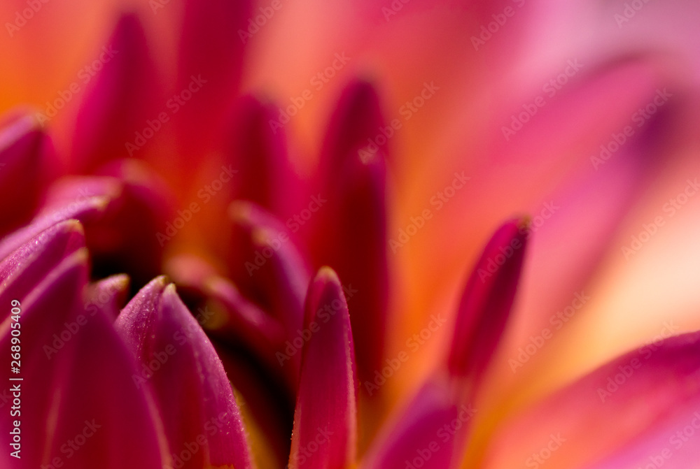 Nahaufnahme einer magentafarbenen Dahlienblüte Nahaufnahme einer magentafarbenen Dahlienblüte