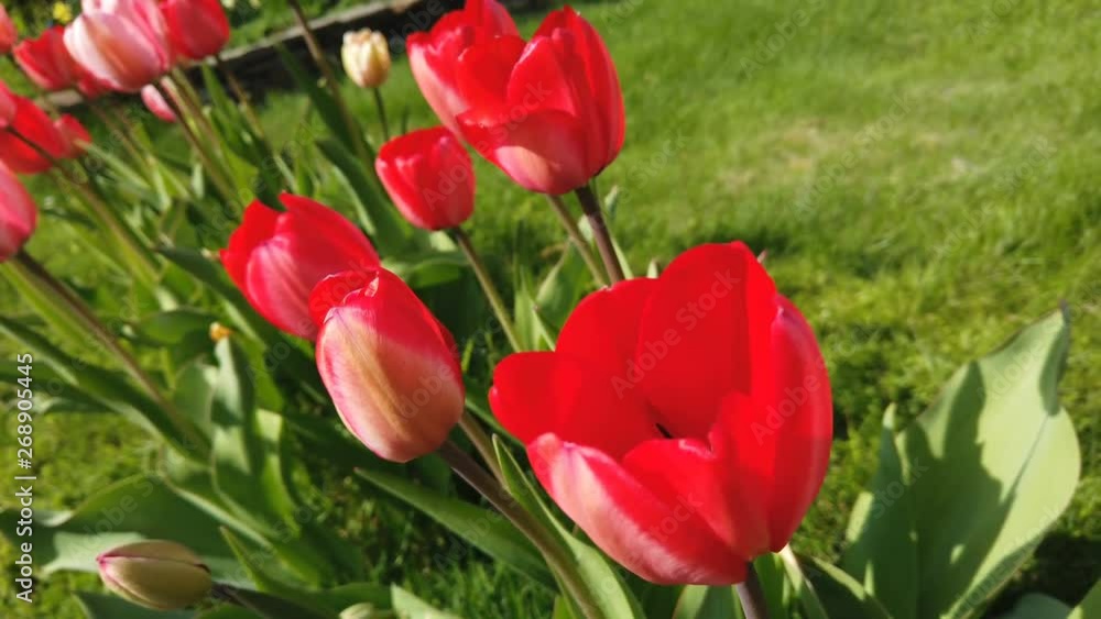 Tulips flowers hit by wind. Tulips with beautiful bouquet background Tulips flowers hit by wind. Tulips with beautiful bouquet background
