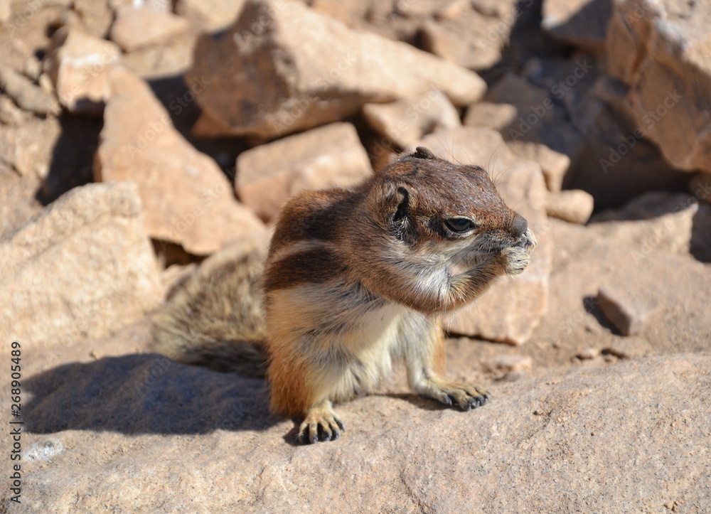 Naklejka premium The wild barbary ground squirrel (Atlantoxerus getulus) on the Fuerteventura. Lovely, cute squirrel portrait, close up