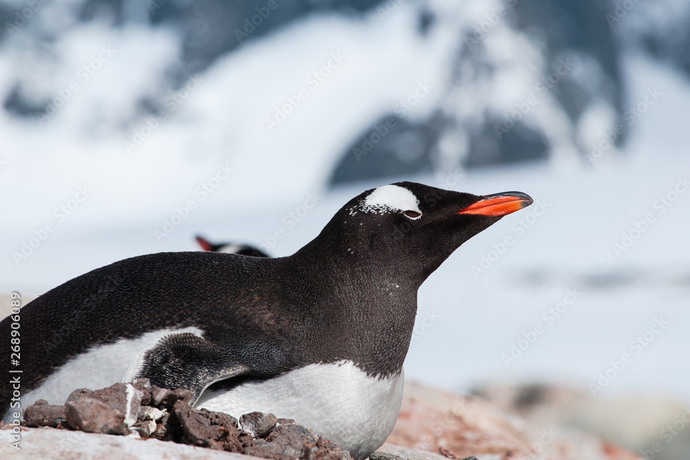 Fototapeta premium Gentoo Penguin, Antarctica